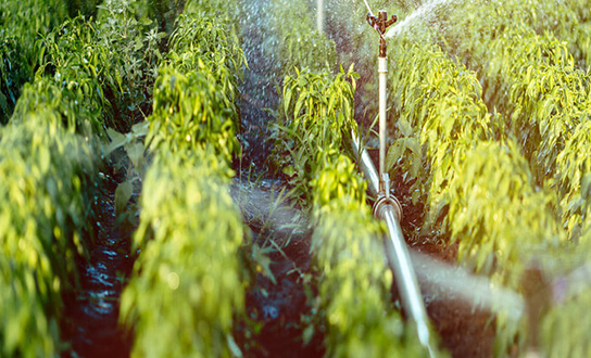 Sprinkler system irrigating rows of green crops in an agricultural field