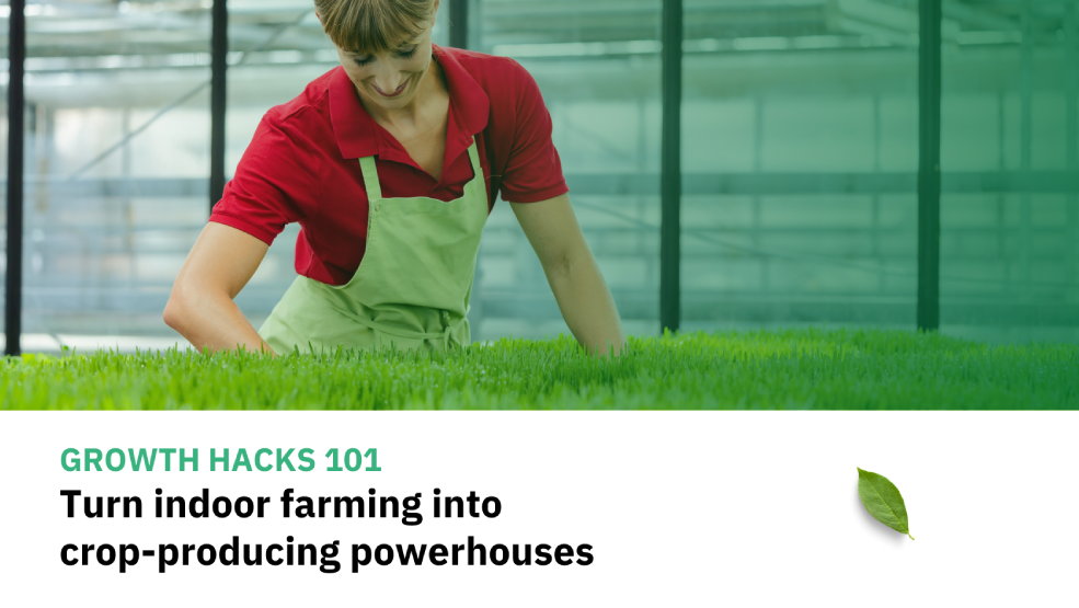 Worker inspecting dense microgreen trays in a greenhouse facility