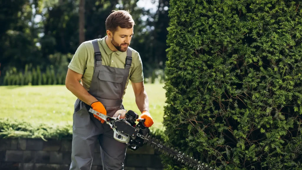 Landscaper in work overalls using gas-powered hedge trimmer to shape evergreen shrub in residential yard