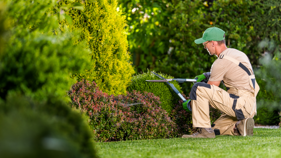 Landscaper kneeling on lawn while trimming hedges with manual shears in a well-maintained garden